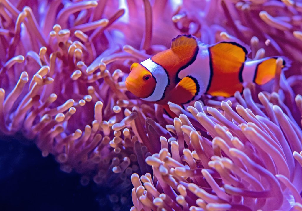 A Step-by-Step Guide To Saltwater Aquarium Maintenance