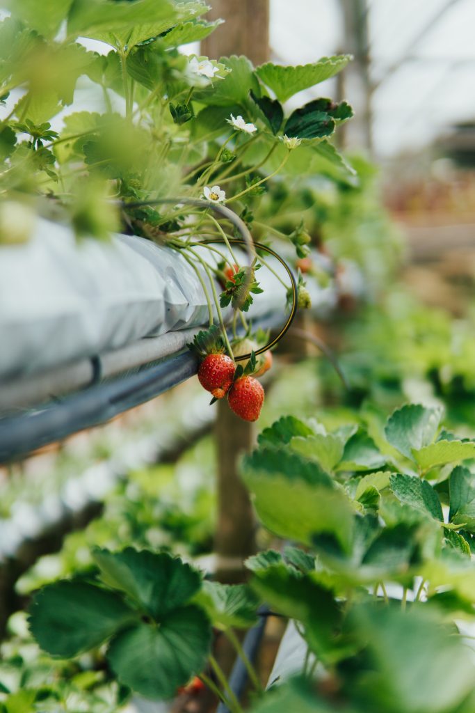 Incorporating A Greenhouse In Your Aquaponics Plan