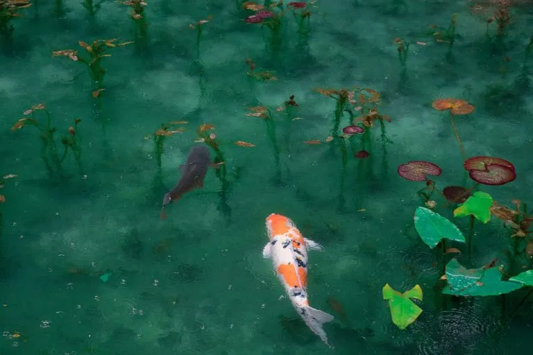 Masters Of Disguise: Camouflage In Fish
