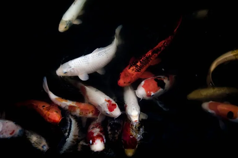 Spawning Fish Rituals And What They Reveal
